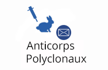 Anticorps Polyclonaux