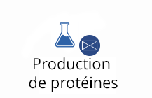 Production de protéines