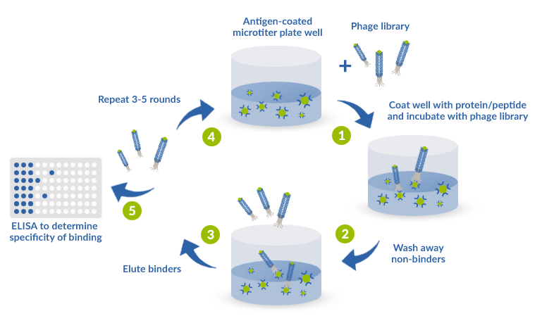 Processus du panning (biopanning) via le phage display. 1 - Incubation avec la banque de phage 2 – Lavage des non-liants 3 – Elution des liants 4 - 3 à 5 répétition de panning/biopanning 5 - ELISA pour déterminer la spécificité de la liaison après 3 à 5 répétition de biopanning