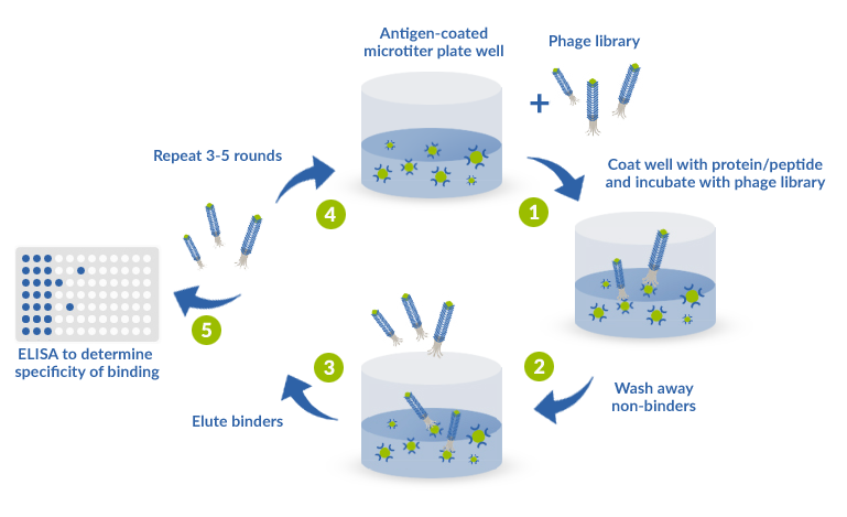 Processus du panning (biopanning) via le phage display. 1 - Incubation avec la banque de phage 2 – Lavage des non-liants 3 – Elution des liants 4 - 3 à 5 répétition de panning/biopanning 5 - ELISA pour déterminer la spécificité de la liaison après 3 à 5 répétition de biopanning 