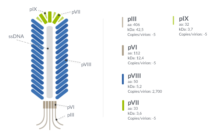 M13 filamentous phage representation