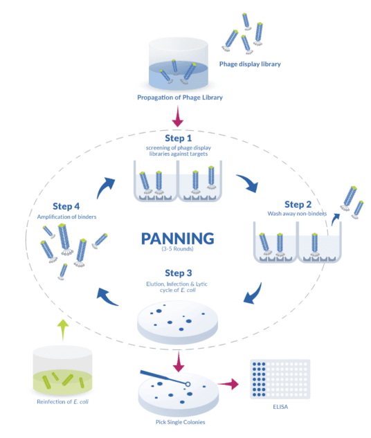 Phage display cycle P0hage display cycle : panning biopanning steps