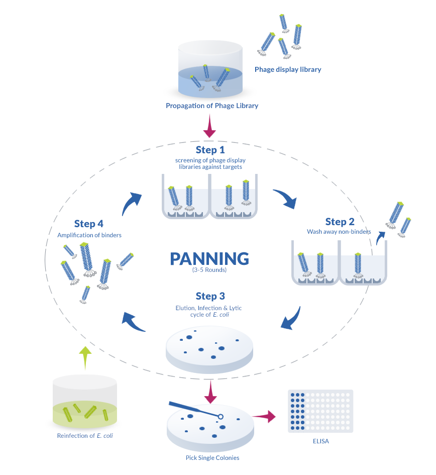 Phage display cycle : panning biopanning steps