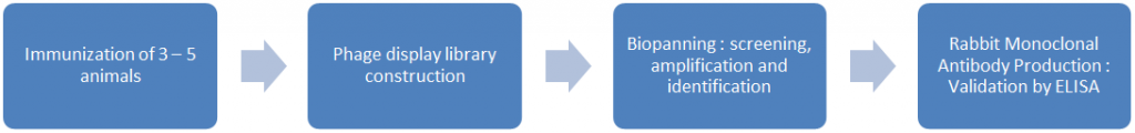 Rabbit Monoclonal Antibody Production Steps : immunization of 3-5 animals, phage display library construction, Biopanning : screening, amplification and identification, validation by ELISA