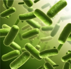 Discover our E.coli protein production service