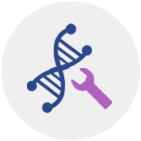 Codon optimization – Gene synthesis