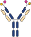 Cov-X-Body bispecific antibody format