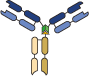 Dock and lock antibody format