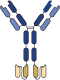 IgG(H)-scFv bsMAb format