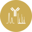 Antibody affinity maturation tests