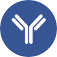 Antibody production