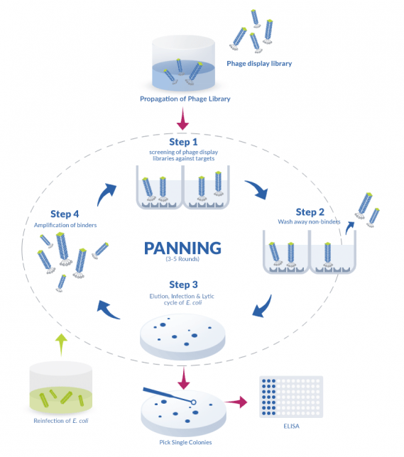 Phage display antibody production