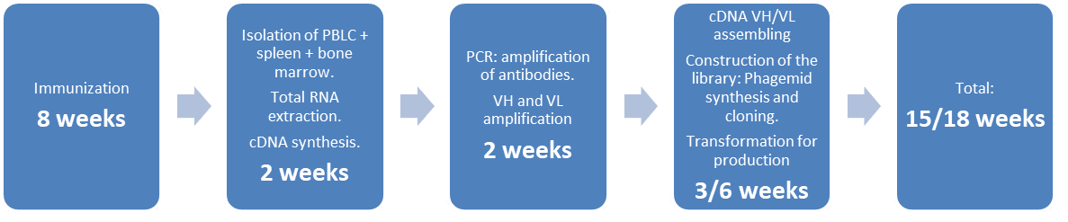Immunization 8 weeks ; Isolation of PBMC + spleen + bone marrow, Total RNA extraction, cDNA synthesis in 3/4 weeks ; PCR VH and VL amplification in 3/4 weeks ; Construction of the library phagemid synthesis and cloning, Transformation for production in 2 weeks and TOTAL : 15/18 weeks 