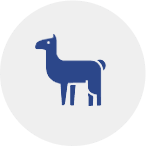 camelid antibody production