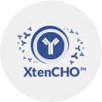 CHO protein expression