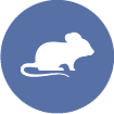 mammalian protein expression