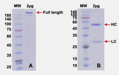 protein production QC