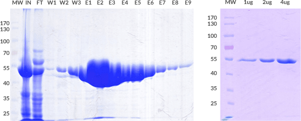 protein-purification-tests