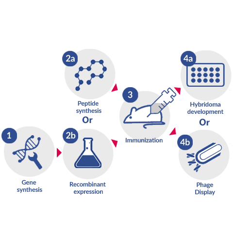 Custom antibody generation Custom antibody generation