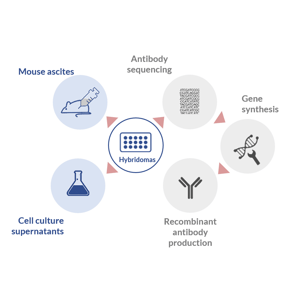 steps in antibody production steps in antibody production