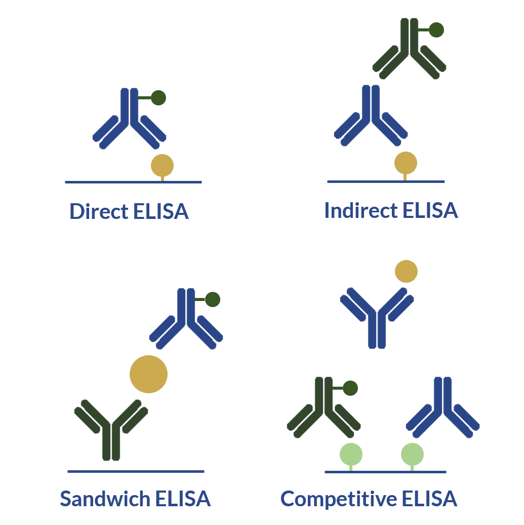 Primary antibodies and ELISA how to design your immunoassay
