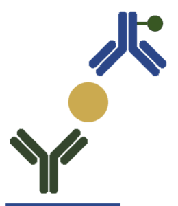 Primary antibodies and ELISA – how to design your immunoassay