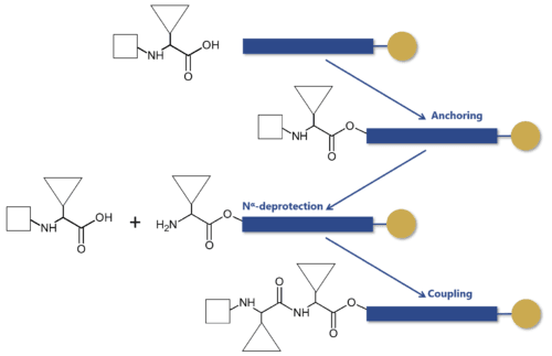 Solid-phase peptide synthesis steps Solid-phase peptide synthesis steps