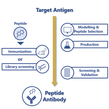 Peptide antibody Peptide antibody