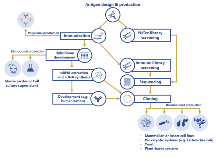 Antibody production steps Antibody production steps