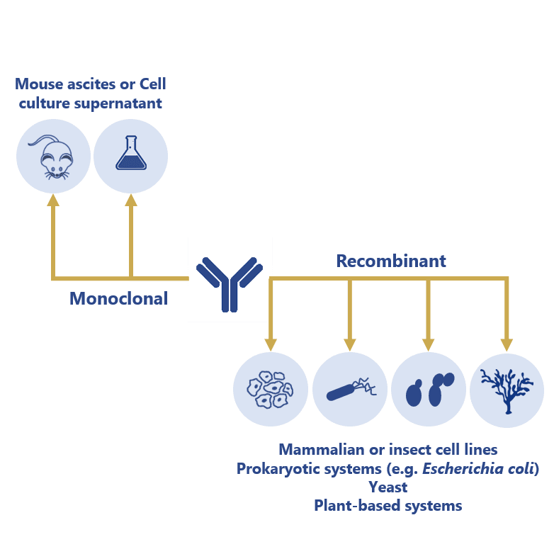 Antibody production Biology Diagrams