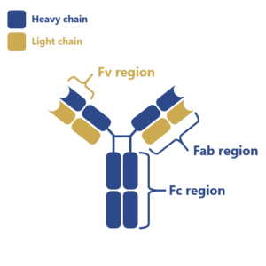 antibody production process antibody production process
