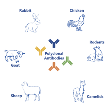 steps in antibody production steps in antibody production