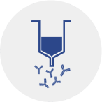 high purity antibodies