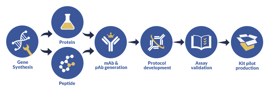 Sandwich ELISA development process