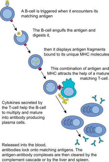 Complete B cell activation Complete B cell activation