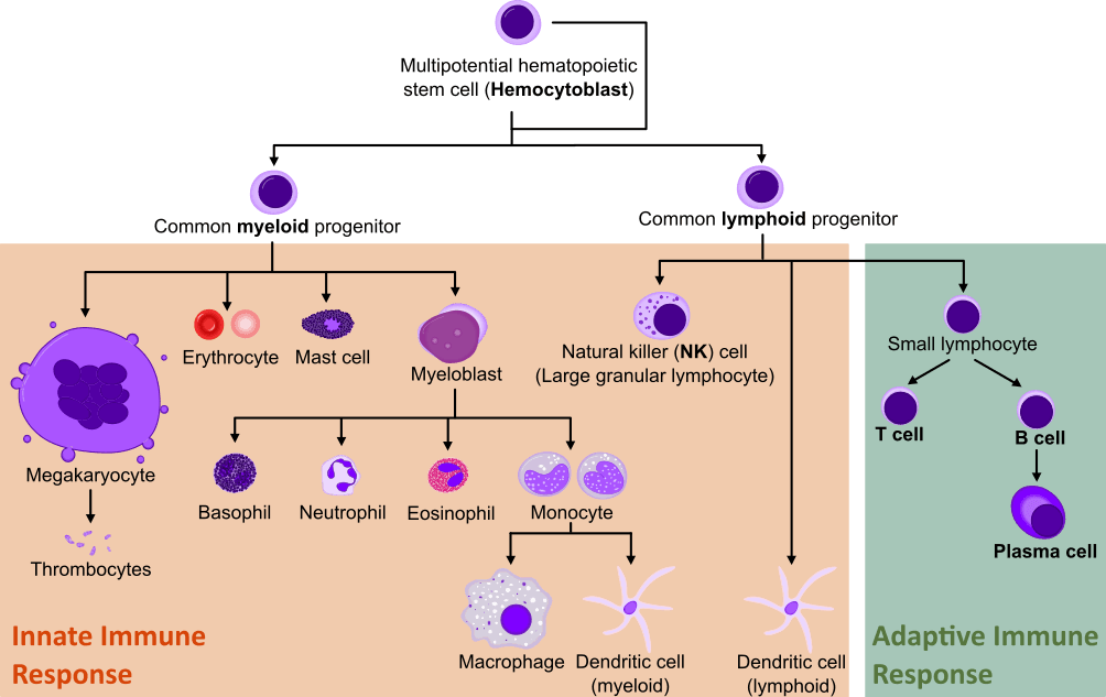 Hematopoiesis adaptive and immune