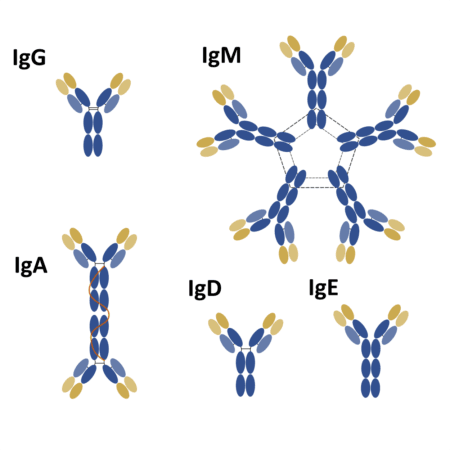 Types of antibodies Types of antibodies