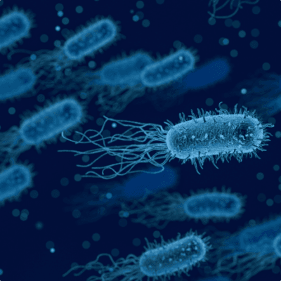 Secondary antibody production Secondary antibody production