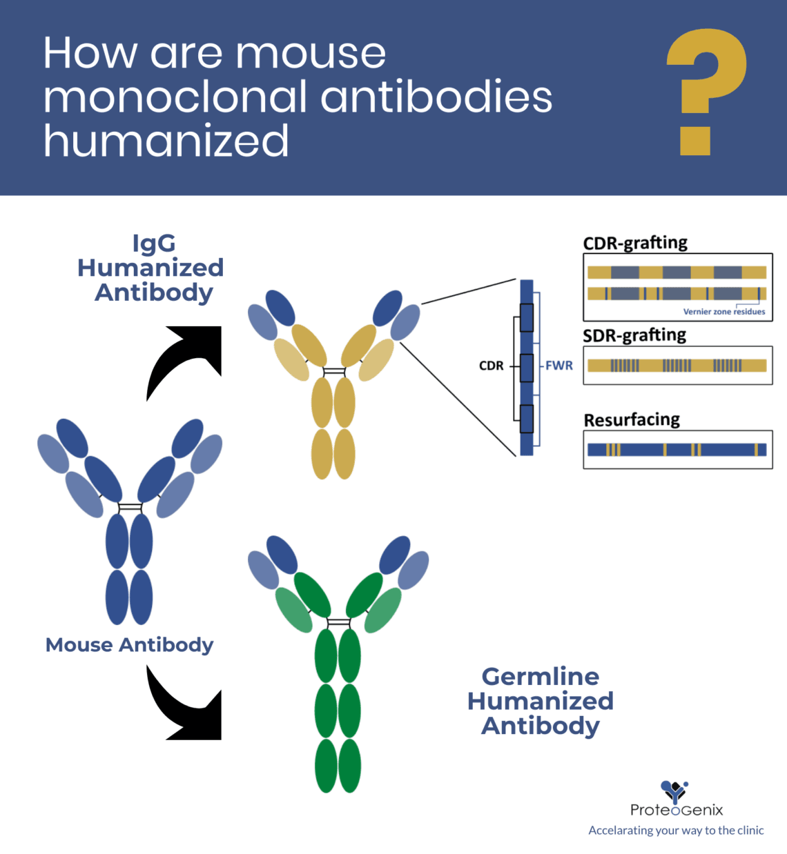 How are mouse monoclonal antibodies humanized current approaches and