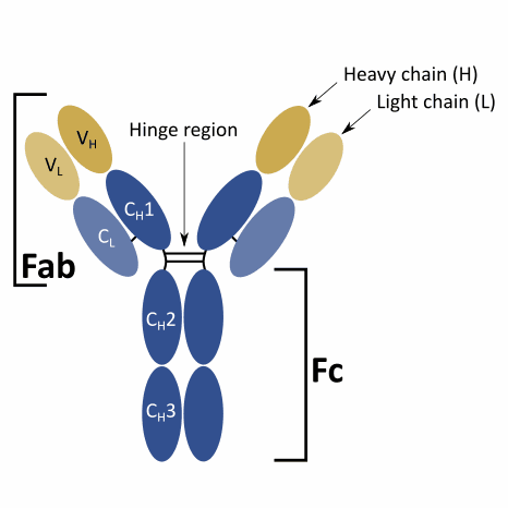 antibody humanization