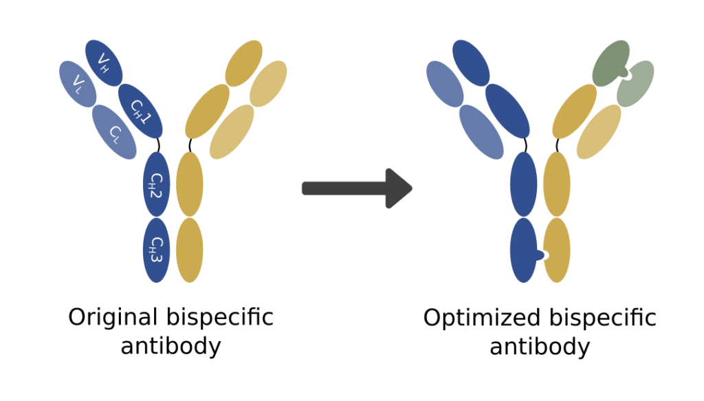 bispecific antibody phage display