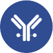 ADC development from phage display