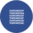 DNA extraction and sequencing in antibody phage display