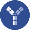 Bispecific antibody development of binders obtained by phage display