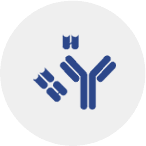 scFv, Fab, and VHH antibodies in phage display