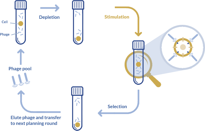 Unique advantages of phage display for therapeutic applications