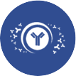 Recombinant production of binders obtained by phage display