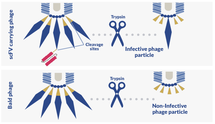 trypsin-cleavage-antibody-phage-display-libraries Trypsin cleavage of antibody phage display libraries