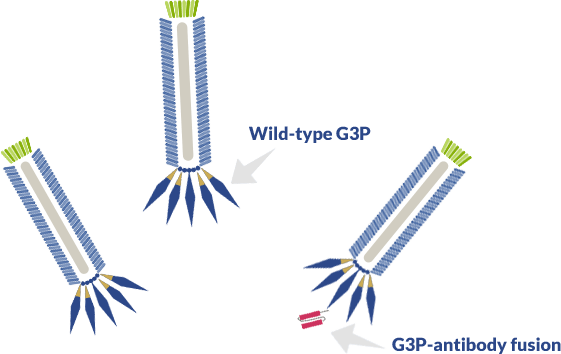 wild-type-versus-g3p-fusion-m13 Wild type G3P versus G3P-antibody fusion in M13 phage