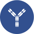 Analysis of recombinant antibodies